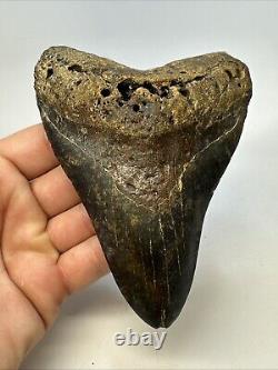 Megalodon Shark Tooth 5.27 Huge Colorful Fossil Authentic 19095