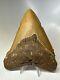 Megalodon Shark Tooth 5.27 Orange Big Fossil Authentic 16210