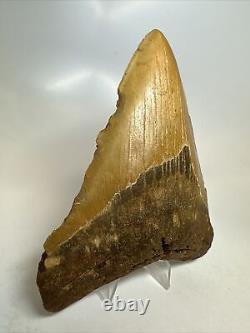Megalodon Shark Tooth 5.27 Orange Big Fossil Authentic 16210