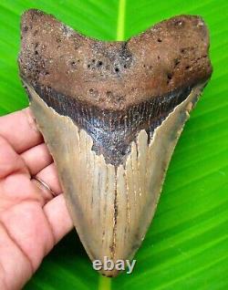 Megalodon Shark Tooth 5.27- Shark Teeth Real Fossil Natural Megladone