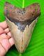 Megalodon Shark Tooth 5.27- Shark Teeth Real Fossil Natural Megladone