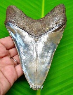 Megalodon Shark Tooth 5.27- Shark Teeth Real Fossil Natural Megladone