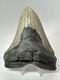 Megalodon Shark Tooth 5.27 Inch -big Real Fossil Carolina Authentic 18352
