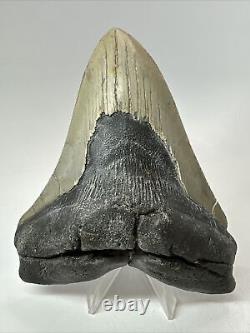 Megalodon Shark Tooth 5.27 inch -Big Real Fossil Carolina Authentic 18352