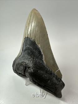 Megalodon Shark Tooth 5.27 inch -Big Real Fossil Carolina Authentic 18352