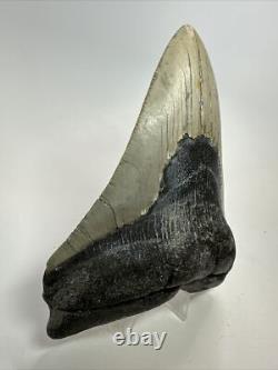Megalodon Shark Tooth 5.27 inch -Big Real Fossil Carolina Authentic 18352