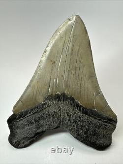Megalodon Shark Tooth 5.27 inch -Big Real Fossil Carolina Authentic 18352