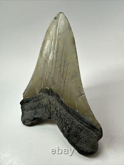 Megalodon Shark Tooth 5.27 inch -Big Real Fossil Carolina Authentic 18352