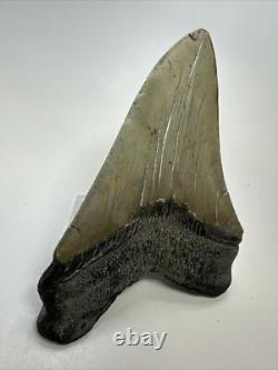 Megalodon Shark Tooth 5.27 inch -Big Real Fossil Carolina Authentic 18352