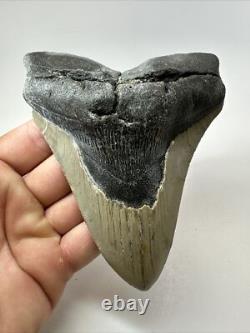 Megalodon Shark Tooth 5.27 inch -Big Real Fossil Carolina Authentic 18352