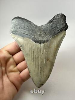 Megalodon Shark Tooth 5.27 inch -Big Real Fossil Carolina Authentic 18352