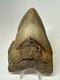 Megalodon Shark Tooth 5.27 Inch Huge Colorful Fossil Authentic Real 16952