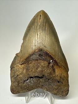 Megalodon Shark Tooth 5.27 inch Huge Colorful Fossil Authentic Real 16952