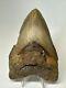 Megalodon Shark Tooth 5.27 Inch Huge Colorful Fossil Authentic Real 16952
