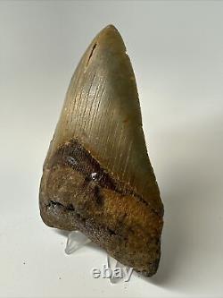 Megalodon Shark Tooth 5.27 inch Huge Colorful Fossil Authentic Real 16952