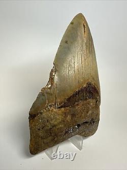 Megalodon Shark Tooth 5.27 inch Huge Colorful Fossil Authentic Real 16952