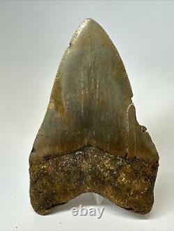 Megalodon Shark Tooth 5.27 inch Huge Colorful Fossil Authentic Real 16952