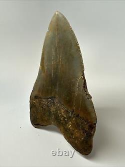 Megalodon Shark Tooth 5.27 inch Huge Colorful Fossil Authentic Real 16952