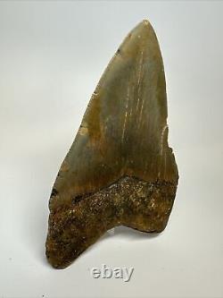 Megalodon Shark Tooth 5.27 inch Huge Colorful Fossil Authentic Real 16952