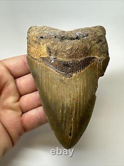 Megalodon Shark Tooth 5.27 inch Huge Colorful Fossil Authentic Real 16952