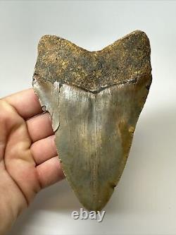 Megalodon Shark Tooth 5.27 inch Huge Colorful Fossil Authentic Real 16952