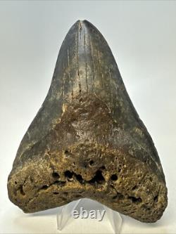 Megalodon Shark Tooth 5.27 inch Huge Colorful Fossil Authentic Real 19095