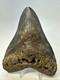 Megalodon Shark Tooth 5.27 Inch Huge Colorful Fossil Authentic Real 19095