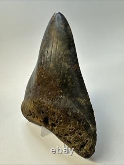 Megalodon Shark Tooth 5.27 inch Huge Colorful Fossil Authentic Real 19095