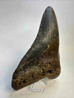Megalodon Shark Tooth 5.27 inch Huge Colorful Fossil Authentic Real 19095