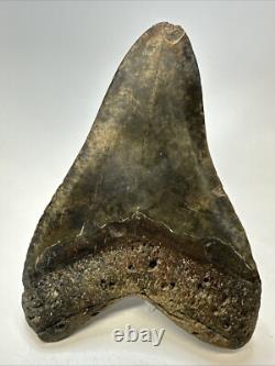 Megalodon Shark Tooth 5.27 inch Huge Colorful Fossil Authentic Real 19095