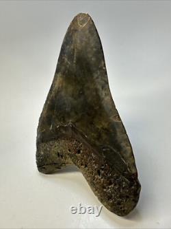 Megalodon Shark Tooth 5.27 inch Huge Colorful Fossil Authentic Real 19095