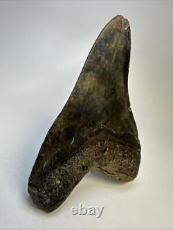 Megalodon Shark Tooth 5.27 inch Huge Colorful Fossil Authentic Real 19095