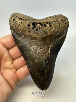 Megalodon Shark Tooth 5.27 inch Huge Colorful Fossil Authentic Real 19095