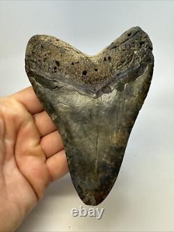 Megalodon Shark Tooth 5.27 inch Huge Colorful Fossil Authentic Real 19095