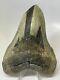 Megalodon Shark Tooth 5.28 Big Authentic Natural Fossil 12349