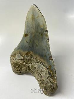 Megalodon Shark Tooth 5.28 Big Authentic Natural Fossil 12349