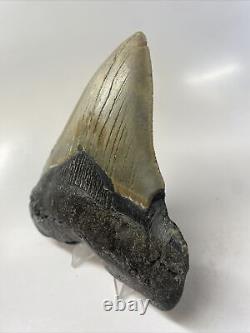 Megalodon Shark Tooth 5.28 Huge Amazing Fossil Authentic 15228