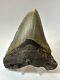 Megalodon Shark Tooth 5.28 Large Colorful Fossil Authentic 18650