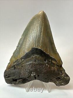 Megalodon Shark Tooth 5.28 Large Colorful Fossil Authentic 18650