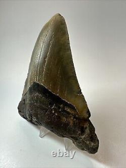 Megalodon Shark Tooth 5.28 Large Colorful Fossil Authentic 18650