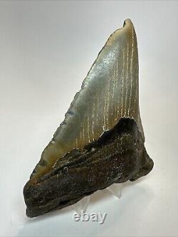 Megalodon Shark Tooth 5.28 Large Colorful Fossil Authentic 18650