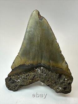 Megalodon Shark Tooth 5.28 Large Colorful Fossil Authentic 18650