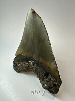 Megalodon Shark Tooth 5.28 Large Colorful Fossil Authentic 18650