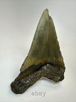 Megalodon Shark Tooth 5.28 Large Colorful Fossil Authentic 18650