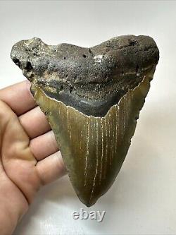 Megalodon Shark Tooth 5.28 Large Colorful Fossil Authentic 18650