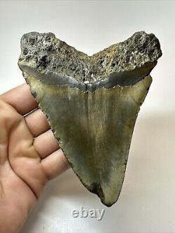 Megalodon Shark Tooth 5.28 Large Colorful Fossil Authentic 18650