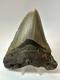 Megalodon Shark Tooth 5.28 Inch Large Colorful Fossil Authentic 18650