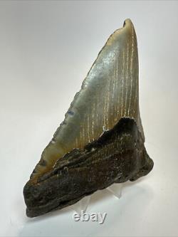 Megalodon Shark Tooth 5.28 inch Large Colorful Fossil Authentic 18650