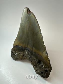 Megalodon Shark Tooth 5.28 inch Large Colorful Fossil Authentic 18650