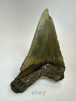 Megalodon Shark Tooth 5.28 inch Large Colorful Fossil Authentic 18650